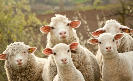 emprendimiento rural